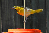 Bullocks Oriole 1YrMale (0687)