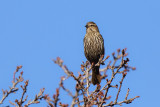 Red-winged Blackbird Female (9910)