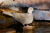 Eurasian Collared-Dove (0322)