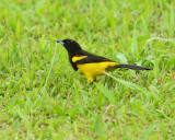 Black-cowled Oriole (9407)