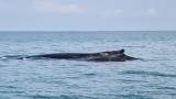Humpback Whales (5000B)