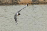 Franklin's Gull (2181)