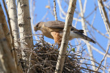 Cooper's Hawk (2911)