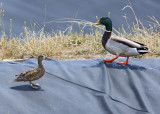 Mallard and Cinnamon Teal (3181)
