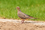 Mourning Dove (3477)
