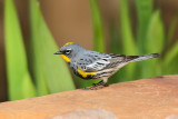 Yellow-rumped Warbler (Male Audubon) (3782)