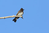 Black Phoebe (5837)