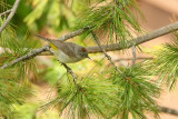 Virginia's Warbler (6462)