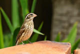 Rose-breasted Grosbeak Female (7154)