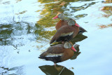 Black-bellied Whistling Ducks (9156)