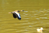 Black-bellied Whistling Duck (9162)