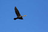 Double-crested Cormorant (9181)