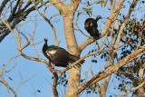 Blue-throated Piping Guan (1973)