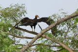 Lesser Yellow-headed Vulture (5591)