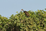 Limpkin (3012)