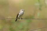 Vermilion Flycatcher (Female) (9076)