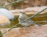 Yellow-rumped Warbler (0799)