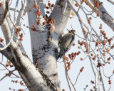 Red-naped Sapsucker (1105)