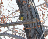 Williamsons Sapsucker (Female) (1082)