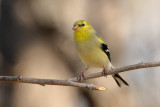 American Goldfinch (2011)