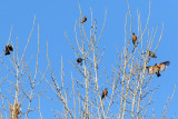 American Robins and Evening Grosbeaks (2660)