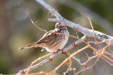 Song Sparrow (4297)