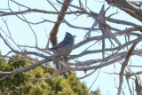 Juniper Titmouse (4374)