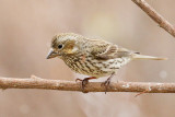 Cassin's Finch (Pink tint) (5673)
