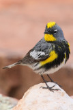 Birds of Los Alamos