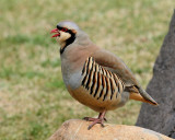 Chukar (8704)