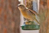 Red Crossbill (8775)