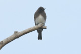 Black Phoebe (9352)