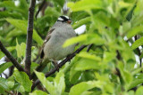 White-crowned Sparrow (dark-lored) (9534)