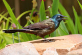 Common Grackle (1997)