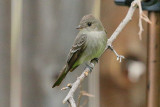 Western Wood Pewee (1670)