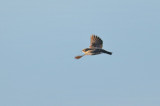 Northern Rough-winged Swallow (2195)