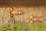 Ducks, assuming domestic Mallards, at WRWTF (2184)