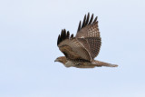 Red-tailed Hawk (0330)