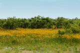 fields of gold.jpg