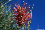 Grevillea
