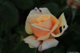 Jubilee rose