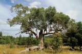 The farmhouse tree