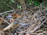 The exposed nest
