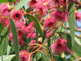 Flowers of Australia