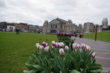 Tulips from Amsterdam