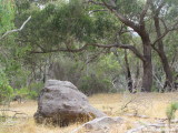 Rhino in the bush