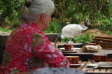 The lady and the ibis
