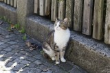 Cat in Thun