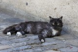 Cat in Thun