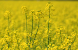 Rape Flower 5.jpg